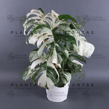 Load image into Gallery viewer, Monstera Albo Borsigiana White Tiger Double Node Cutting

