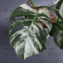 Load image into Gallery viewer, Monstera Albo Borsigiana White Tiger Double Node Cutting

