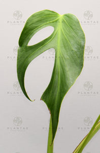 Monstera Dilacerata, Amongst the Most Rare Species of Monstera. Contact PlantaeFascinatio for more information. 