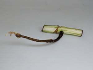 Monstera Albo Borsigiana Rooted Single Node Cutting With Leaf Bud