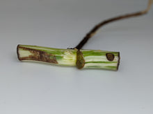 Load image into Gallery viewer, Monstera Albo Borsigiana Rooted Single Node Cutting With Leaf Bud
