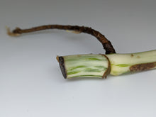 Load image into Gallery viewer, Monstera Albo Borsigiana Rooted Single Node Cutting With Leaf Bud
