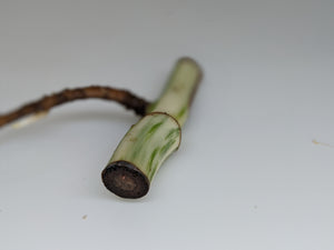 Monstera Albo Borsigiana Rooted Single Node Cutting With Leaf Bud