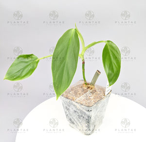 Philodendron Verrucosum X Giganteum Hybrid - Fast Growing