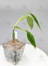Load image into Gallery viewer, Philodendron Verrucosum X Giganteum Hybrid - Fast Growing
