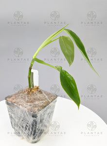 Philodendron Verrucosum X Giganteum Hybrid - Fast Growing
