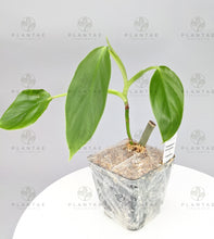 Load image into Gallery viewer, Philodendron Verrucosum X Giganteum Hybrid - Fast Growing
