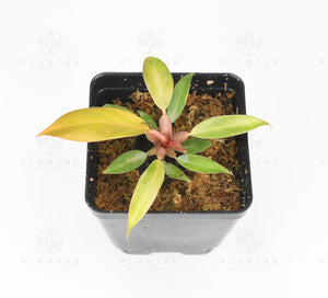 Philodendron Prince of Orange - Starter Plant