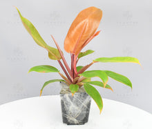 Load image into Gallery viewer, Philodendron Prince of Orange - Starter Plant
