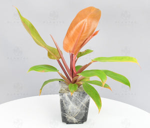 Philodendron Prince of Orange - Starter Plant