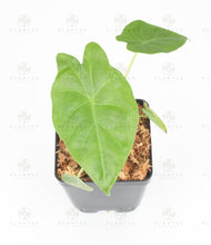 Load image into Gallery viewer, Alocasia Kuching Mask - Starter Plant
