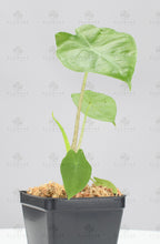 Load image into Gallery viewer, Alocasia Kuching Mask - Starter Plant
