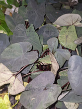 Load image into Gallery viewer, Colocasia Painted Black
