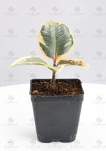 Load image into Gallery viewer, Ficus Tineke - Starter Plant
