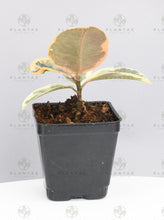 Load image into Gallery viewer, Ficus Tineke - Starter Plant
