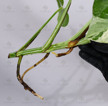 Load image into Gallery viewer, Monstera Albo Borsigiana White Tiger Mature Rooted Specimen T3
