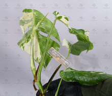 Load image into Gallery viewer, Monstera Albo Borsigiana White Tiger Mature Rooted Specimen T3
