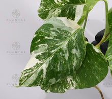 Load image into Gallery viewer, Monstera Albo Borsigiana White Tiger Mature Rooted Specimen T4
