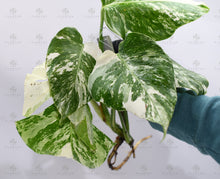 Load image into Gallery viewer, Monstera Albo Borsigiana White Tiger Mature Rooted Specimen T4
