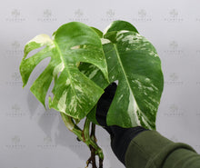 Load image into Gallery viewer, Monstera Albo Borsigiana White Tiger Mature Rooted Specimen T6
