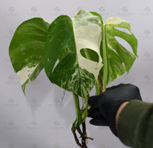 Load image into Gallery viewer, Monstera Albo Borsigiana White Tiger Mature Rooted Specimen T6
