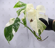 Load image into Gallery viewer, Monstera Albo Borsigiana White Tiger Mature Rooted Specimen T7
