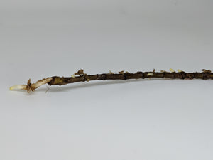 Rooted Monstera Albo Borsigiana Single Node Cutting with Leaf