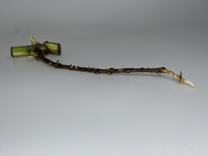 Rooted Monstera Albo Borsigiana Single Node Cutting with Leaf