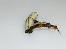 Load image into Gallery viewer, Rooted Monstera Deliciosa Albo Borsigiana Double Node Cutting (ready for planting)
