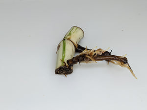 Rooted Monstera Deliciosa Albo Borsigiana Double Node Cutting (ready for planting)