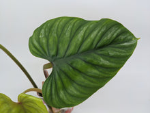 Load image into Gallery viewer, Philodendron Plowmanii

