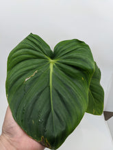Load image into Gallery viewer, Philodendron McDowelli / Pastazanum Plant
