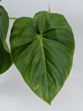 Load image into Gallery viewer, Philodendron McDowelli / Pastazanum Plant
